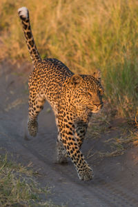 Leopard running on footpath