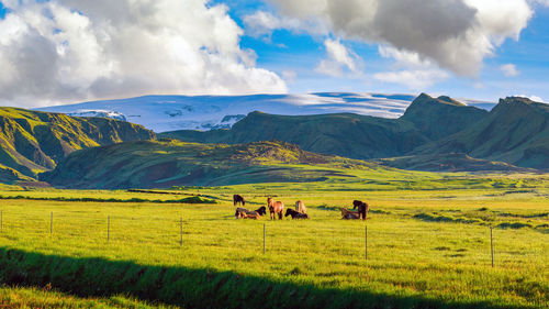 Panoramic view of horses on field against sky