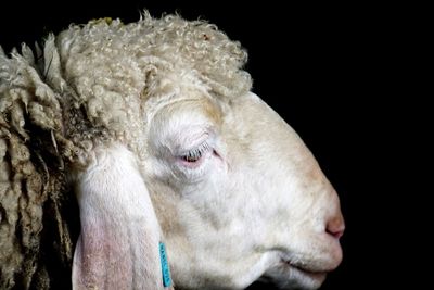 Close-up of a white horse against black background