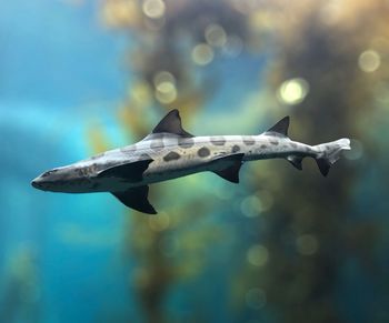 Close-up of fish in sea