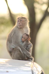 Monkeys sitting outdoors