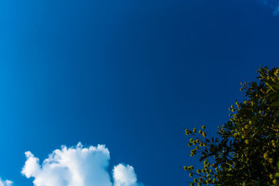 Low angle view of trees against blue sky