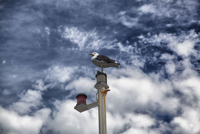 Low angle view of bird perching on pole against sky