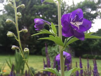 Close-up of purple flowers blooming outdoors