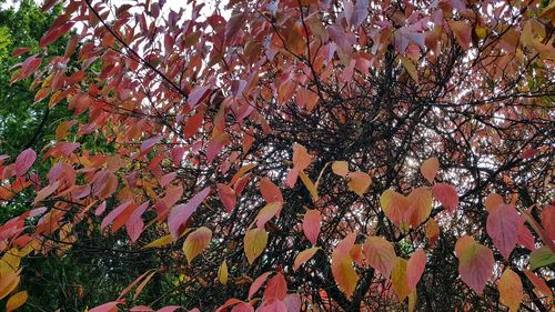 Low angle view of tree with autumn leaves