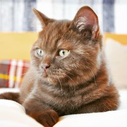 Close-up of cat looking away