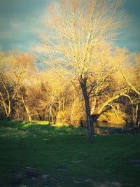 Bare trees on landscape against sky