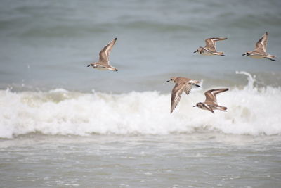 Seagulls flying over sea