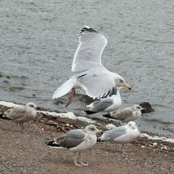 Close-up of seagull flying over lake