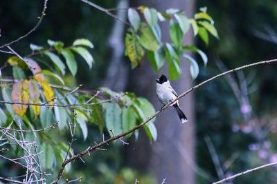 Bird perching on a tree