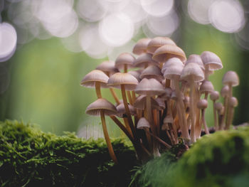 Close-up of mushrooms