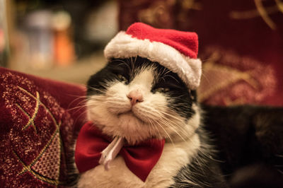 Portrait of cat wearing santa hat while sitting on sofa