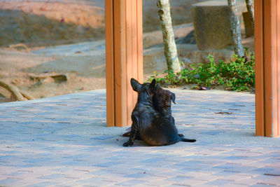 Portrait of black dog sitting outdoors