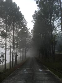 Empty road along trees