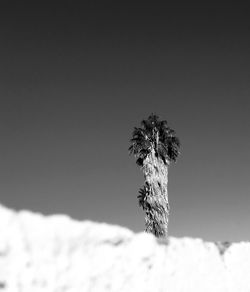 Close-up of snow on plant against sky