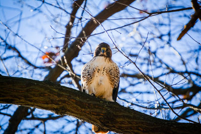 Low angle view of red-tailed hawk perching on branch