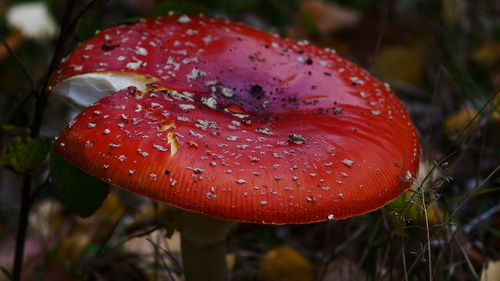 Close-up of fly agaric mushroom on field