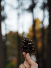 Close-up of hand holding pine cone