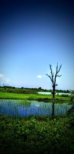 Scenic view of agricultural field against clear blue sky