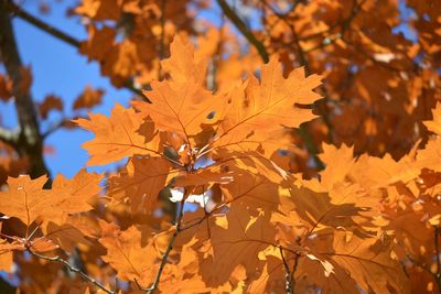 Close-up of maple leaves