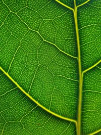 Full frame shot of leaf