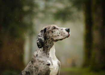 Close-up of great dane in forest