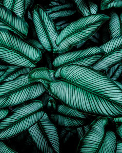 Full frame shot of palm leaf