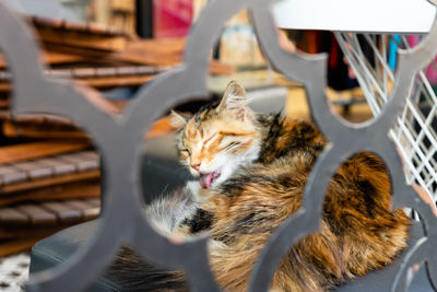 Close-up of cat relaxing on chair
