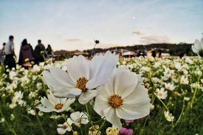 Close-up of white flowering plants on field