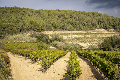 Vineyard landscapes in autumn in the penedes wine region in catalonia