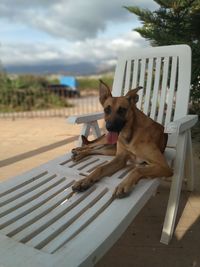 Dog sitting on chair