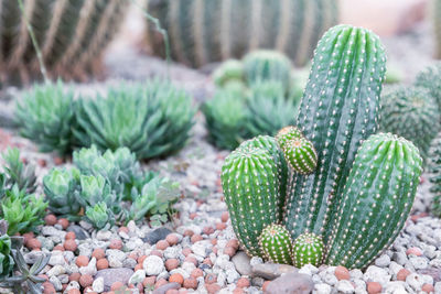 Close-up of prickly pear cactus