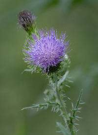 Close-up of thistle flower