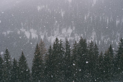 Pine trees in forest during winter