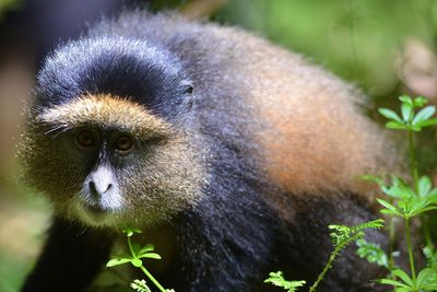 Close-up of a monkey