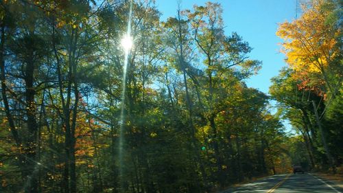 Sun shining through trees