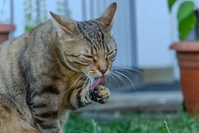 Close-up of cat