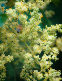 Close-up of flowers blooming outdoors