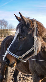 Close-up of a horse on field