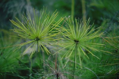 Close-up of dandelion on field