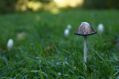 Close-up of mushroom on field