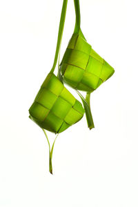 Close-up of green leaf on white background