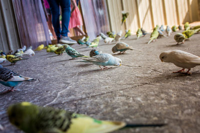 Ducks on ground