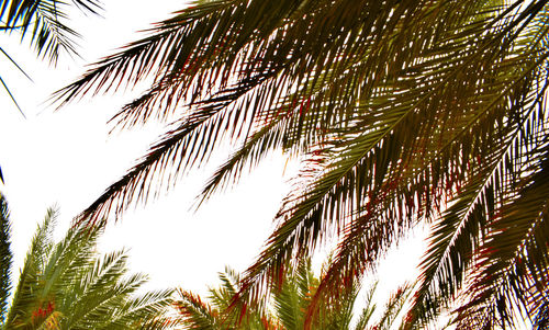 Low angle view of palm trees against clear sky