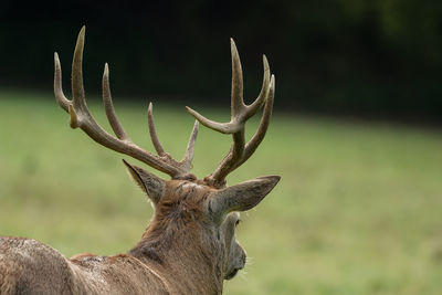 Close-up of deer