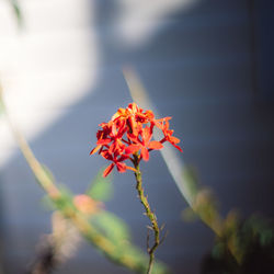 Close-up of red flowering plant