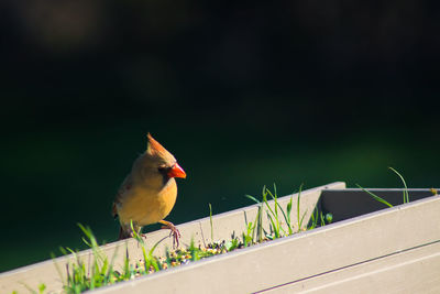 Close-up of bird perching on railing