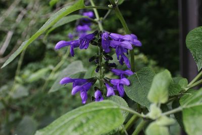 Close-up of purple flowers blooming outdoors