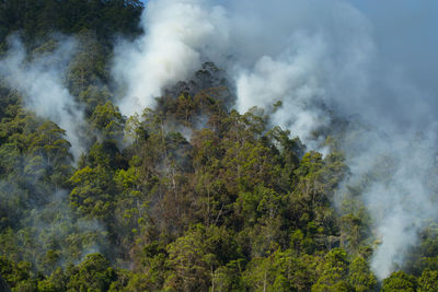 Forest in fire