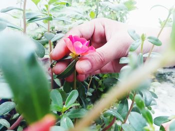 Close-up of hand holding flowering plant